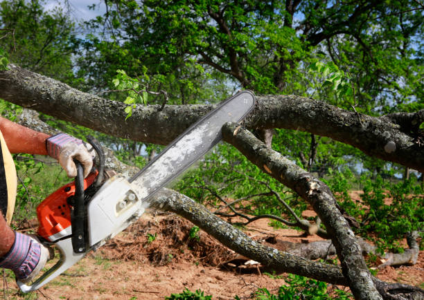 Best Firewood Processing and Delivery  in Stinnett, TX